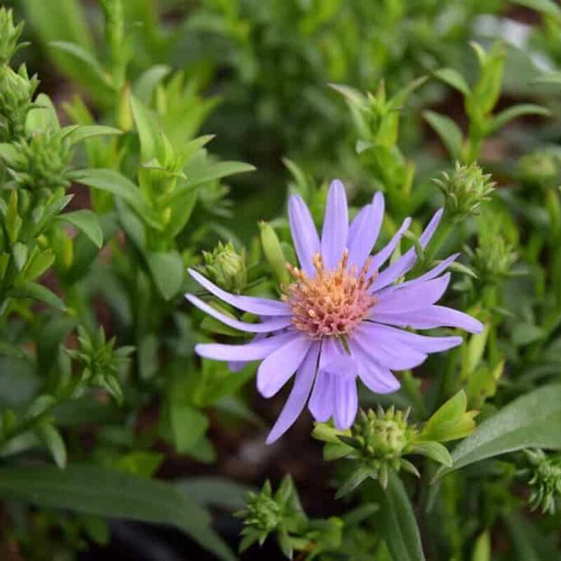 Aster novi-belgii 'Early Blue' ---